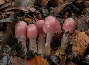 Cluster: Cluster of Rosy bonnet fungi, Mycena rosea, in b