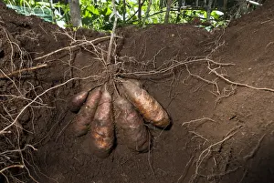 Cluster: Cluster of yam tubers Variety Wale&, xfba0;New Caledonia