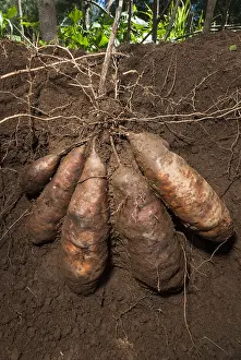 Cluster: Cluster of yam tubers Variety Wale&, xfba0;New Caledonia