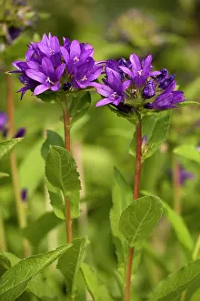 Campanula: Clustered bellflower