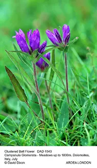 Campanula: Clustered BELLFLOWER