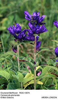 Campanula: Clustered Bellflower