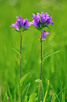 Campanula: Clustered bellflower - in flower - limestone grassland