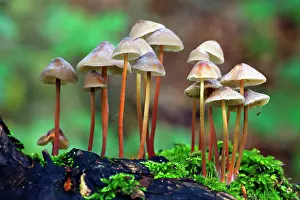 Bonnets: Clustered Bonnet / Oak-stump Bonnet Cap Fungus -
