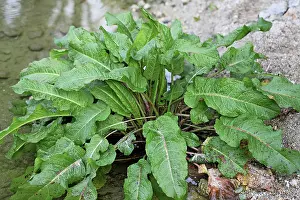 Clustered: Clustered Dock