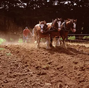 Ploughing: Clydesdale horses pulling a two-furrow plough