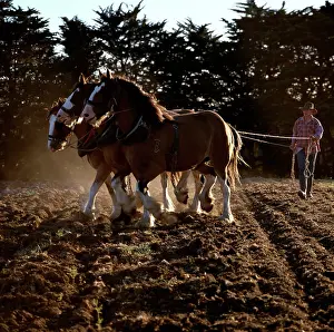 Pulling: Clydesdale horses pulling a two-furrow plough