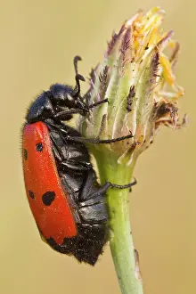 Quadripunctata: Clytra - climbing a flower