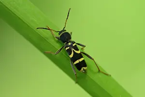 Lincolnshire: Clytus arietis