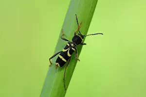 Lincolnshire: Clytus arietis