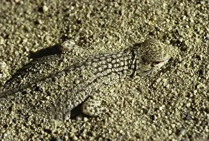 Buried: Coachella Valley Fringe-toed Lizard