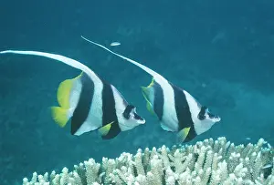 Pennant: Coachman / Featherfin Coralfish / Longfin Bannerfish