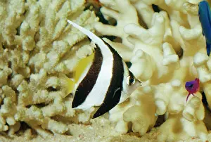 Poor: Coachman Fish / Long Fin Bannerfish / Poor Man's