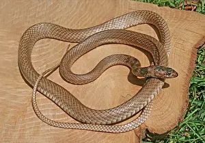 Flagellum: Coachwhip