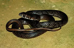 Flagellum: Coachwhip