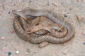 Flagellum: Coachwhip