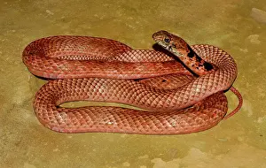 Flagellum: Coachwhip