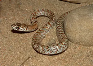 Flagellum: Coachwhip (Masticophis flagellum)