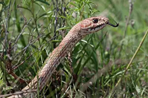 Flagellum: Coachwhip Snake