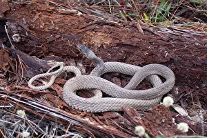 Flagellum: Coachwhip Snake