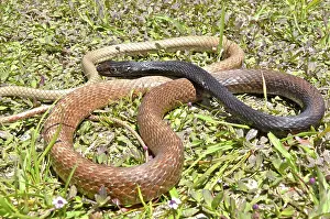 Flagellum: Coachwhip Snake