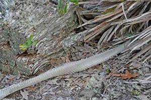 Discarded: Coachwhip Snake Skin