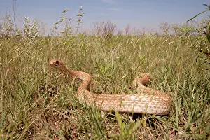 Slithering: Coachwhip Snake in the Wild