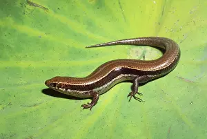 Scincidae: Coal Skink