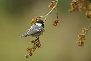 Ater: Coal Tit