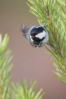 Scots: Coal Tit