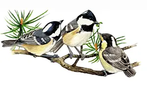 Ater: Coal Tit