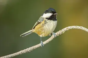 Ater: Coal Tit adult perched on branch
