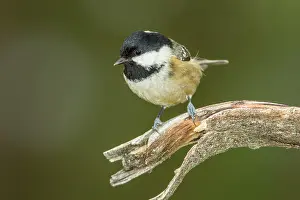Ater: Coal Tit adult perched on branch
