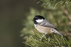Periparus: Coal Tit - adult tit perched on branch - Scotland