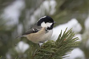 Periparus: Coal Tit - adult tit perched on branch - Scotland
