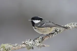 Periparus: Coal Tit - adult tit perched on branch - Scotland