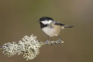 Coal: Coal Tit - adult tit perched on branch - Scotland