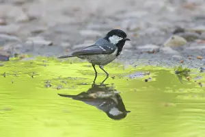 Coal: Coal Tit - adult tit standing in water - Germany