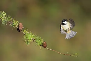 Alighting: Coal Tit - Alighting on a pine cone covered conifer branch