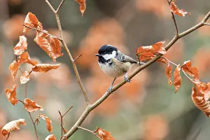 Coal: Coal Tit - Autumn - UK