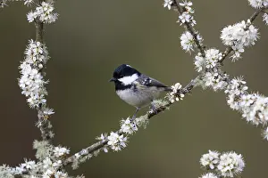 Ater: Coal Tit - on Blackthorn Blossom - Cornwall - UK