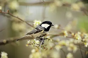 Blackthorns: Coal TIT - In blackthorn hedge