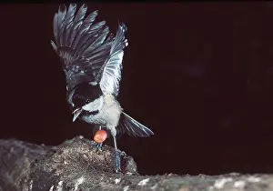 Coal: COAL TIT - Dropping peanut & taking off