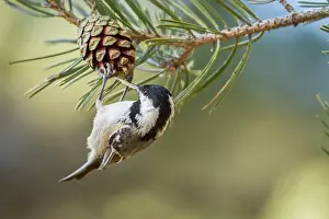 Pinecone: Coal Tit feeding on a pinecone Mount Abantos, Guadarrama