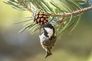 Pinecone: Coal Tit feeding on a pinecone Mount Abantos, Guadarrama