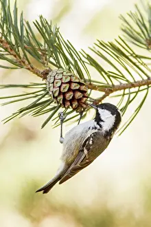 Pinecone: Coal Tit feeding on a pinecone Mount Abantos, Guadarrama