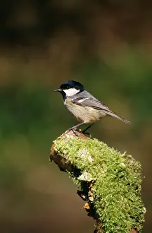Mark Walker: Coal Tit - on moss covered stump