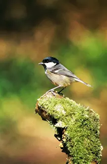 Mark Walker: Coal Tit - on moss covered stump