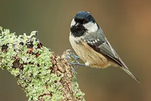Coal: Coal Tit (Parus ater) - perched on a branch - Galicia