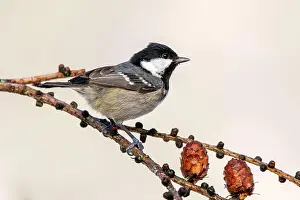 Terfens: Coal tit (Parus ater), sitting on the branch of